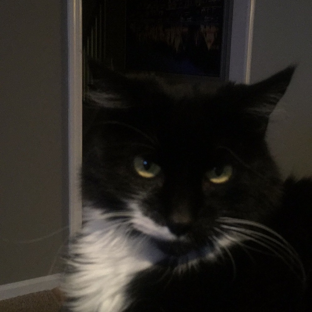 Meet your Posher, Neil